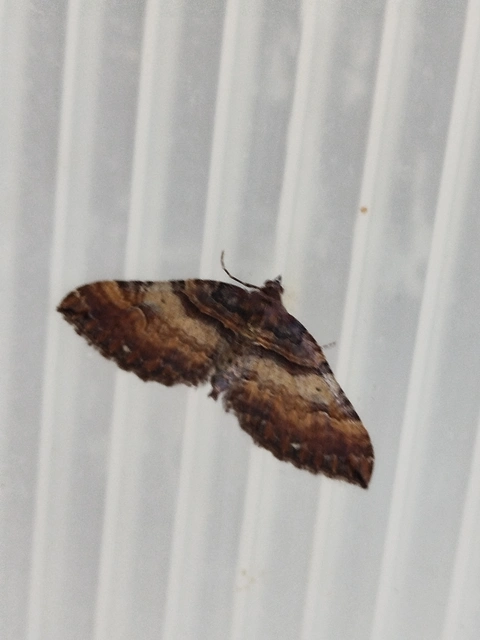 Earophila badiata - csipkerózsa-araszoló