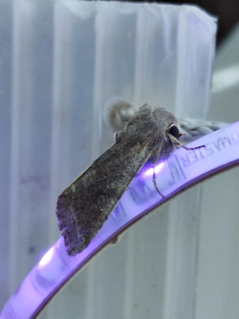 Orthosia incerta - változékony barkabagoly