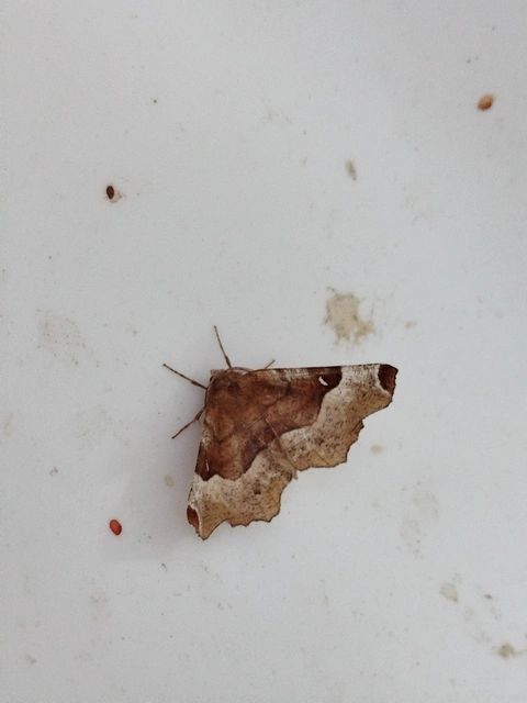 Selenia tetralunaria - négyfoltos holdasaraszoló