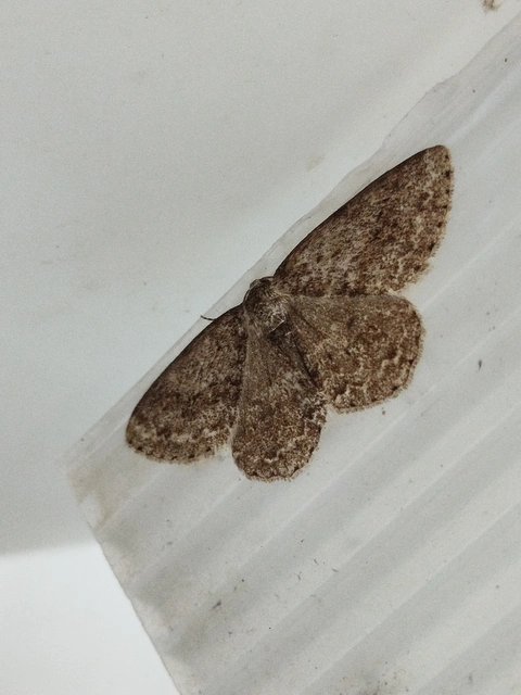 Ectropis crepuscularia - avararaszoló