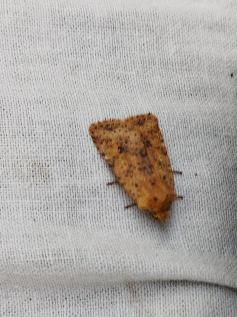 Conistra rubiginea - vörös őszibagoly