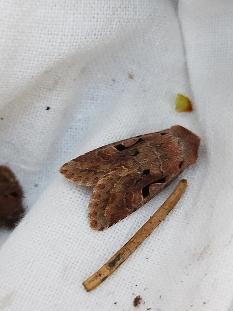 Orthosia gothica - feketefoltos barkabagoly