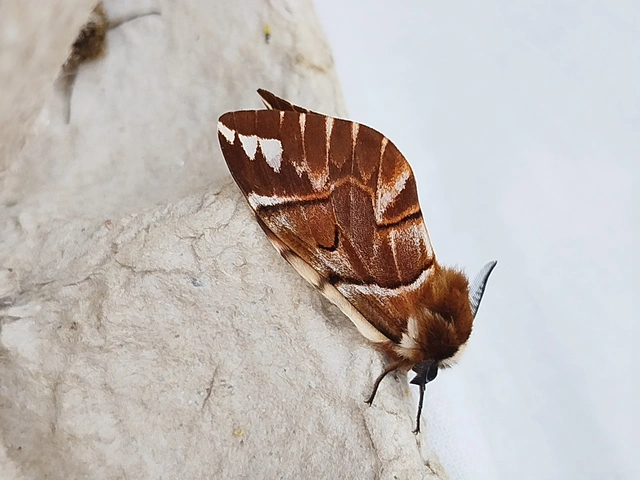 Endromis versicolora - tarkaszövő
