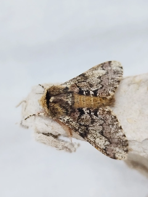 Biston strataria - barnapettyes araszoló