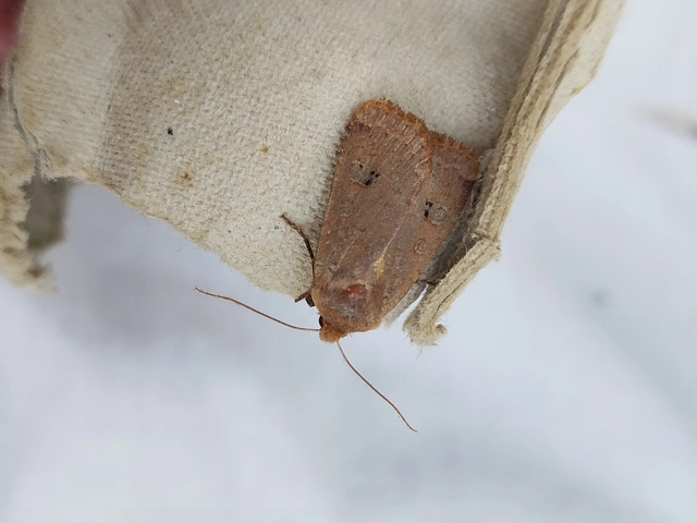 Conistra erythrocephala - vörösfejű őszibagoly