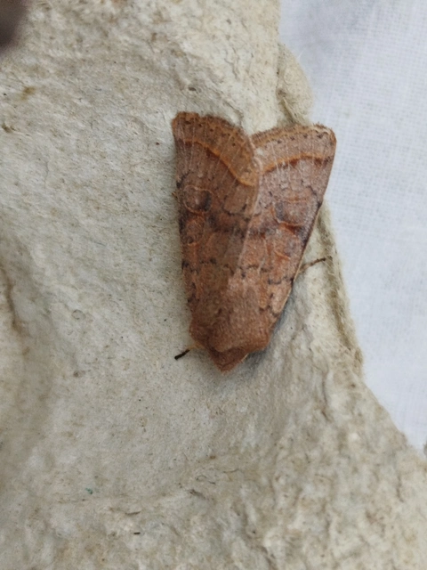 Orthosia cerasi - közepes barkabagoly