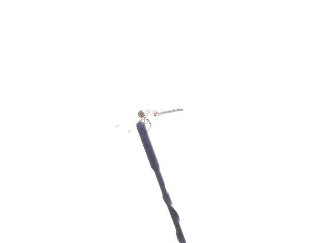 Sympetrum meridionale - fakó katona-szitakötő