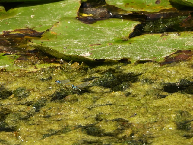 Erythromma viridulum - kis pirosszemű-légivadász