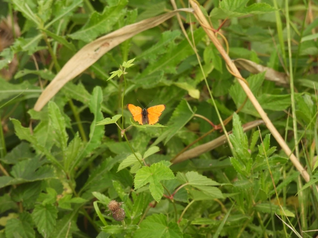 Lycaena dispar rutilus - nagy tűzlepke