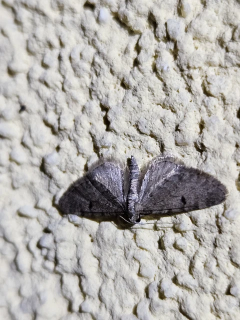 Eupithecia indigata - erdeifenyő-törpearaszoló