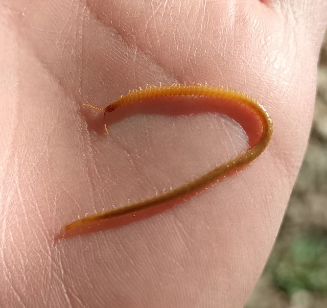 Geophilidae