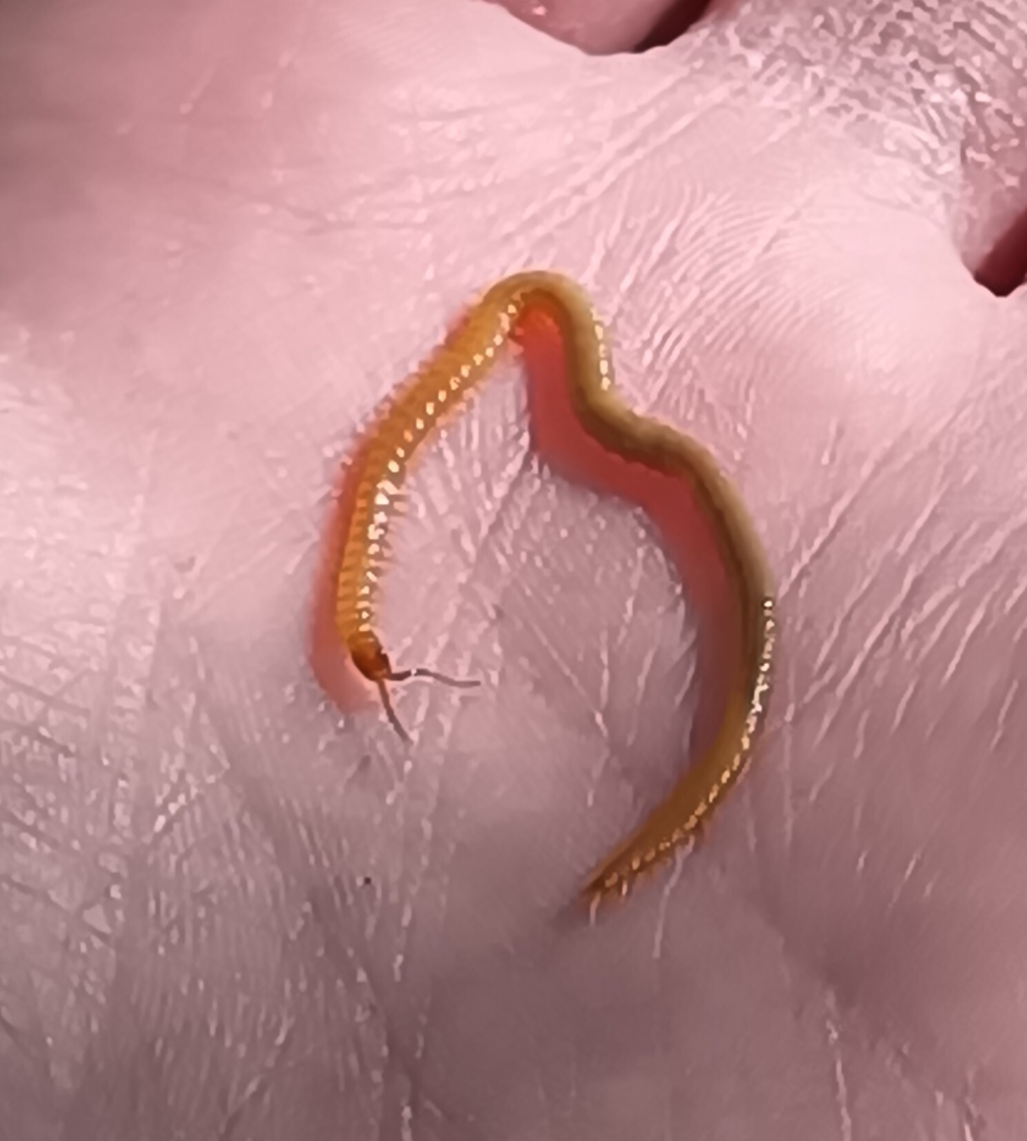 Geophilidae