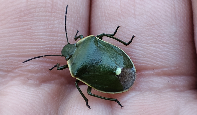 Chlorochroa juniperina - zöld borókapoloska Chlorochroa juniperina - zöld borókapoloska