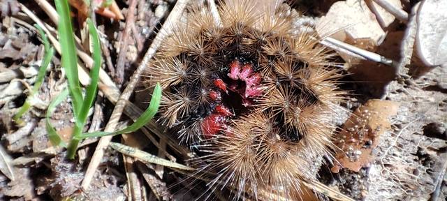 Arctia villica - fekete medvelepke