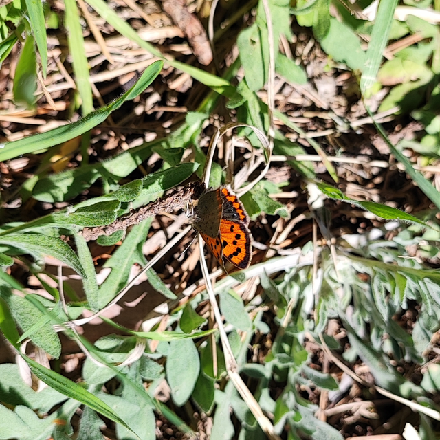 Lycaena phlaeas - közönséges tűzlepke