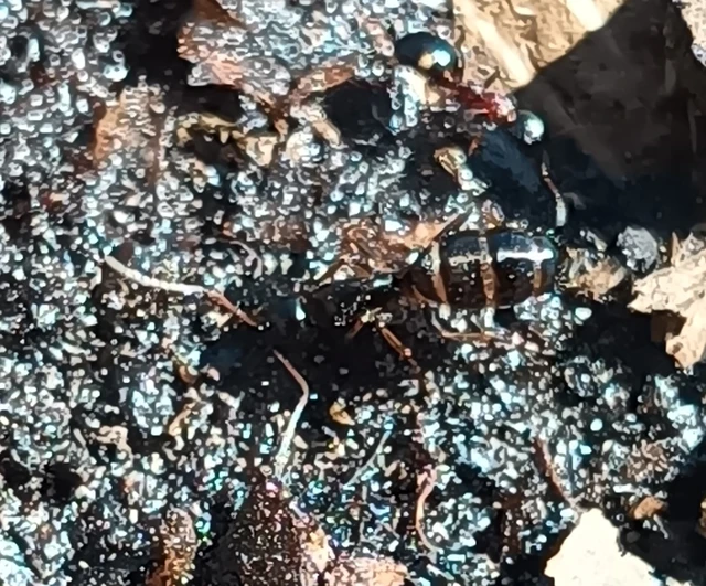 Camponotus fallax - ligeti lóhangya
