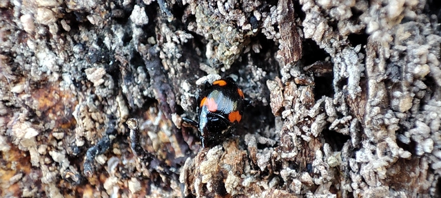 Scaphidium quadrimaculatum - négyfoltos sajkabogár