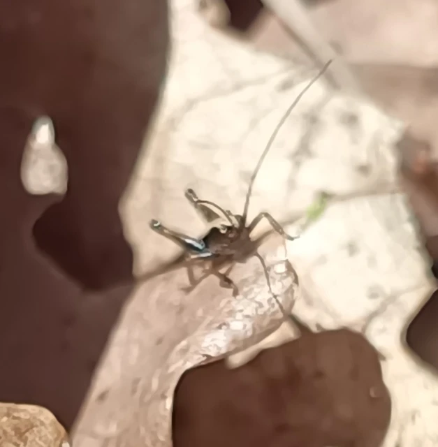 Pholidoptera griseoaptera - szürke avarszöcske Pholidoptera griseoaptera - szürke avarszöcske