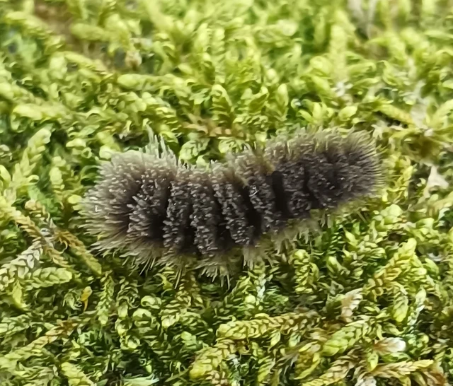 Amata phegea - fehérpettyes álcsüngőlepke