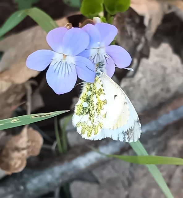 Anthocharis cardamines - hajnalpírlepke