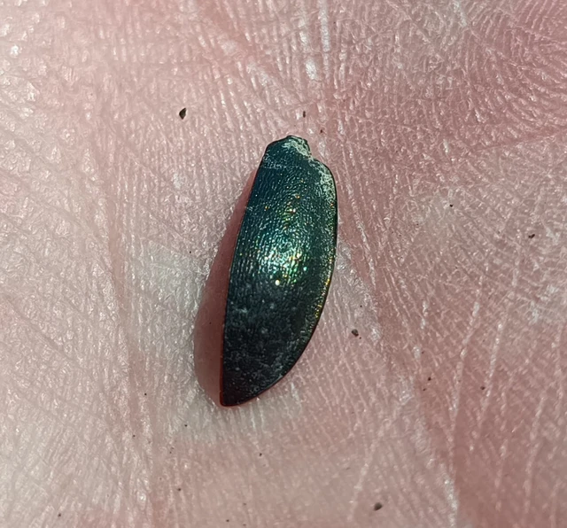 Carabus nemoralis - ligeti futrinka Carabus nemoralis - ligeti futrinka