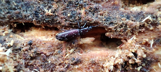 Rhysodes sulcatus - kerekvállú állasbogár