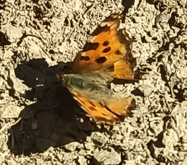 Nymphalis polychloros - nagy rókalepke