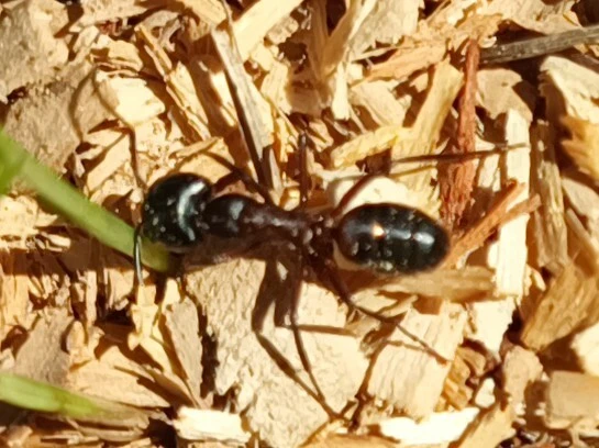 Camponotus ligniperda - faodvasító lóhangya