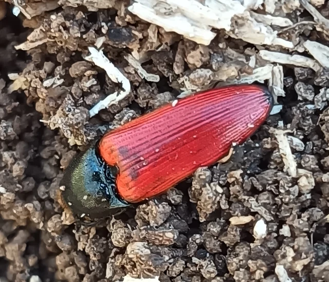 Ampedus