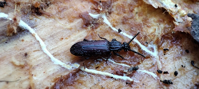 Rhysodes sulcatus - kerekvállú állasbogár