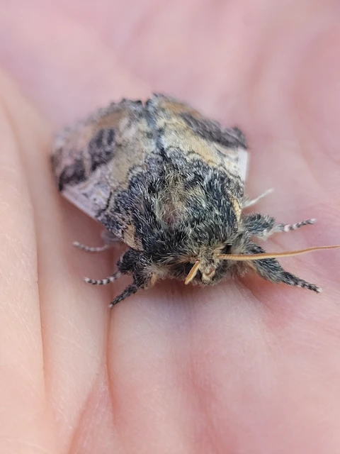 Notodonta tritophus - tarajos púposszövő