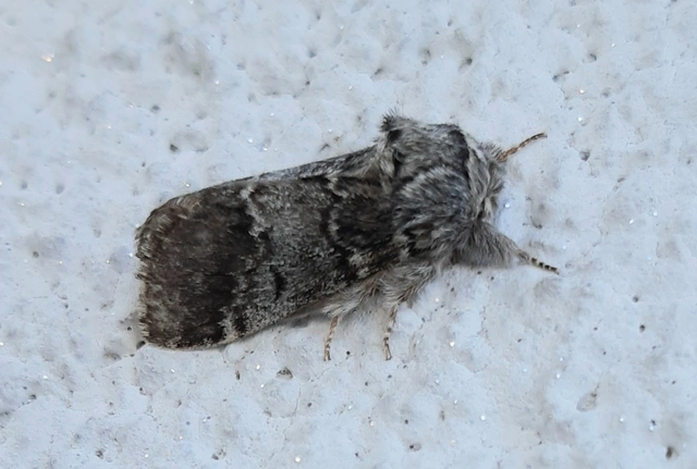 Drymonia ruficornis - cserfa-púposszövő