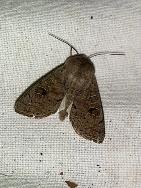 Orthosia gracilis - karcsú barkabagoly