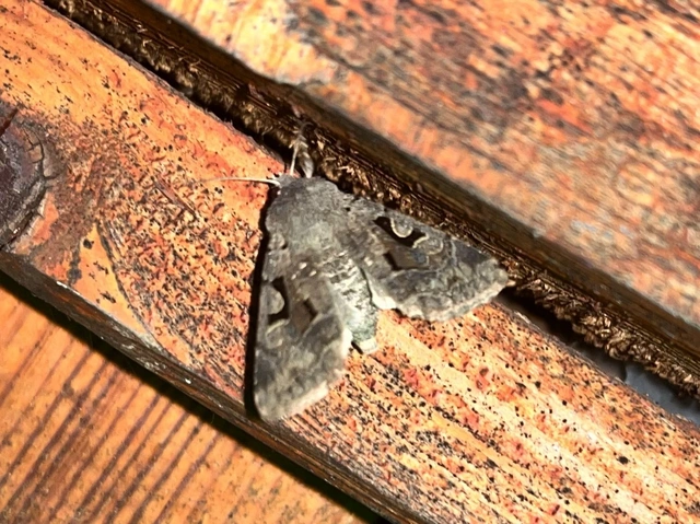 Orthosia gothica - feketefoltos barkabagoly