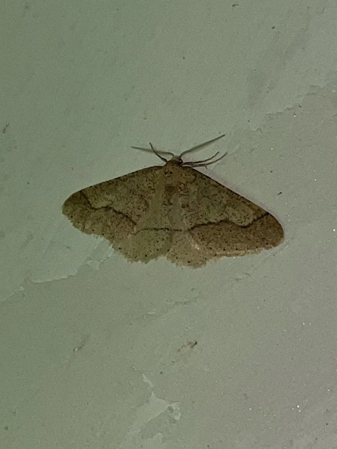 Agriopis marginaria - sárgás téliaraszoló