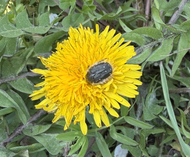 Tropinota hirta - bundás virágbogár