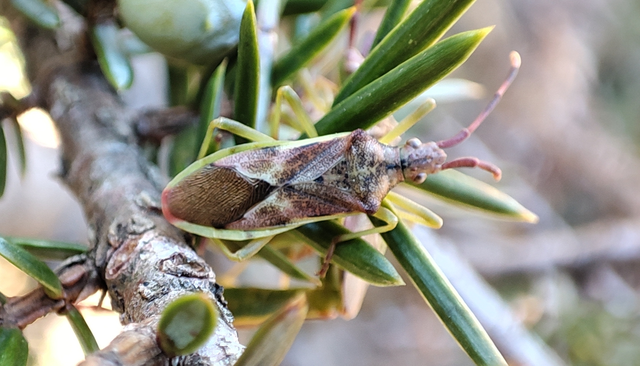 Gonocerus juniperi - boróka-karimáspoloska