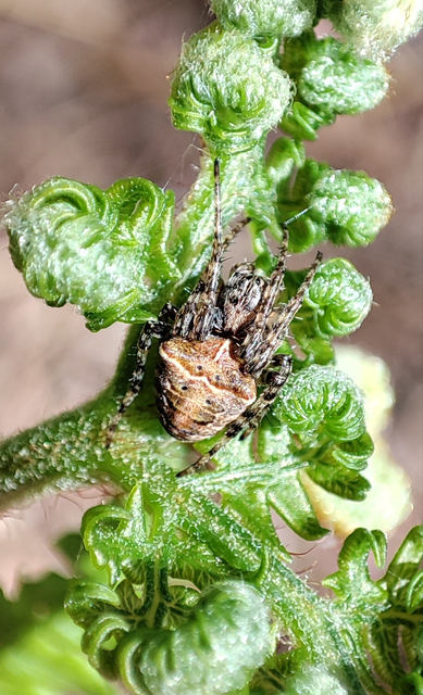 Araneidae - keresztespókok