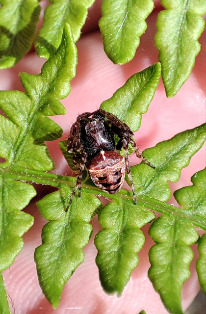 Araneidae - keresztespókok