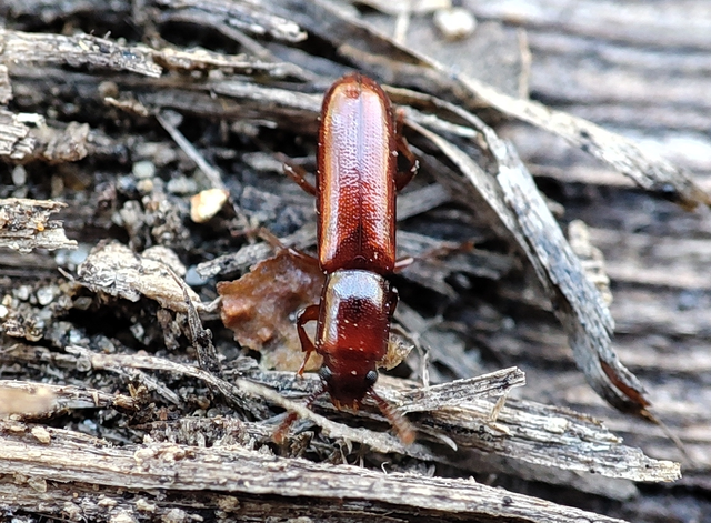 Corticeus unicolor - egyszínű kéregbújó