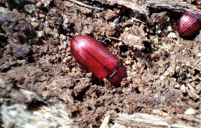 Uloma