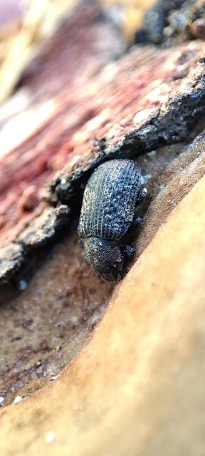 Bolitophagus reticulatus - bordás taplóbogár Bolitophagus reticulatus - bordás taplóbogár