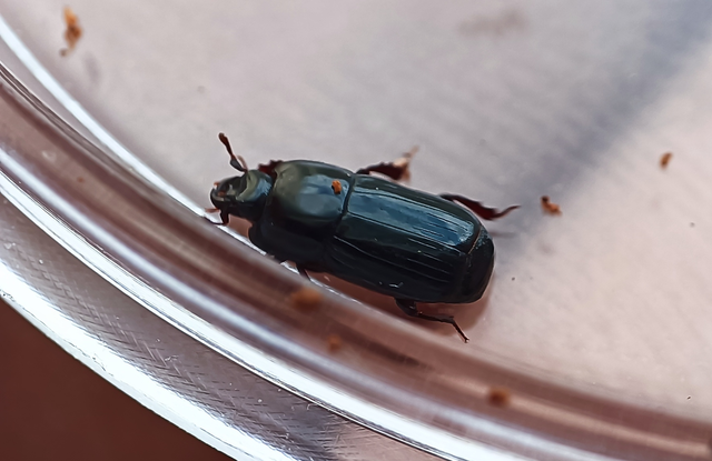 Platysoma elongatum - hosszúkás lapossutabogár Platysoma elongatum - hosszúkás lapossutabogár