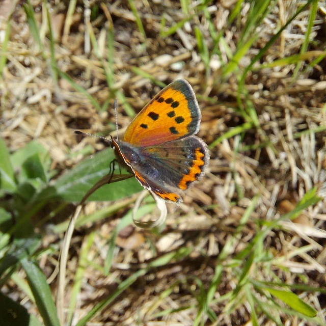 Lycaena phlaeas - közönséges tűzlepke