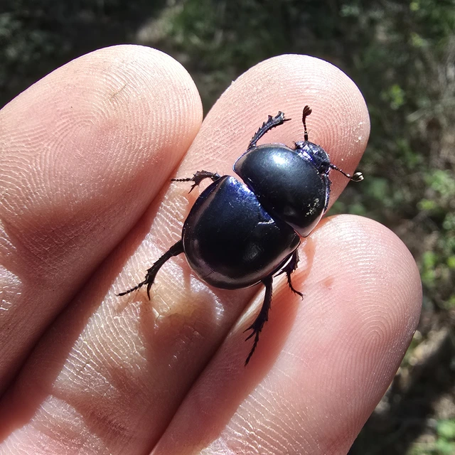 Trypocopris vernalis - tavaszi álganéjtúró