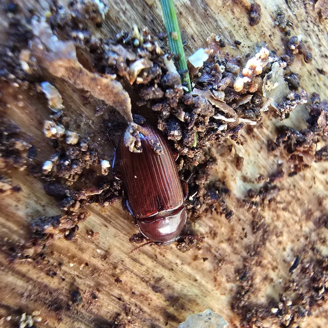 Uloma