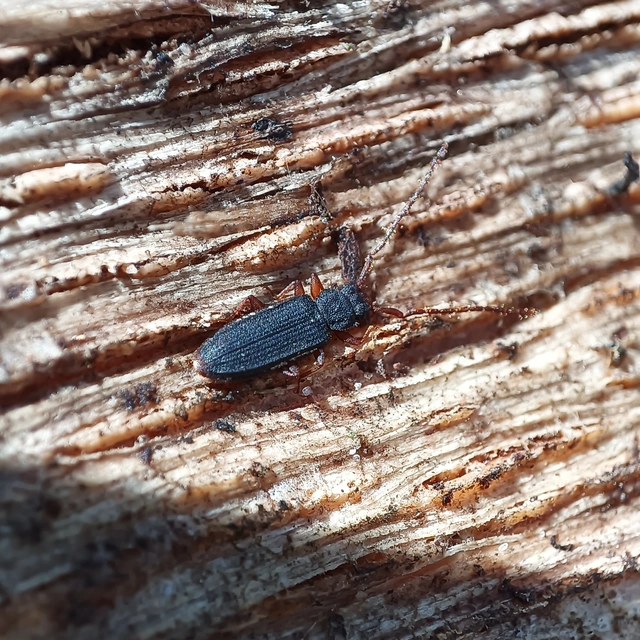 Uleiota planatus - hosszúcsápú fogasnyakú-lapbogár