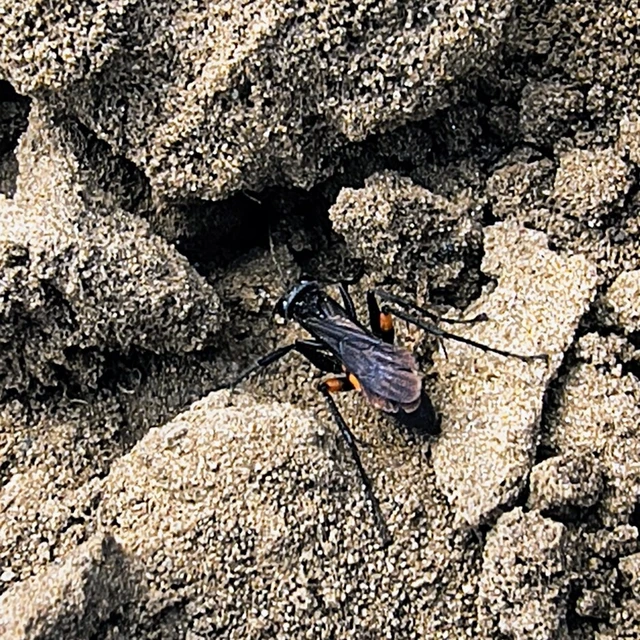 Anoplius viaticus - közönséges útonállódarázs Anoplius viaticus - közönséges útonállódarázs