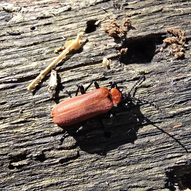 Pyrochroa coccinea - nagy bíborbogár