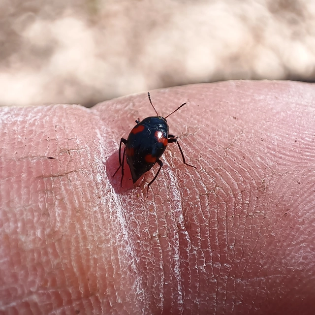 Scaphidium quadrimaculatum - négyfoltos sajkabogár
